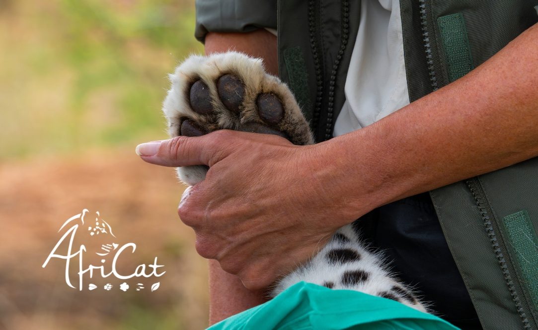 AfriCat film